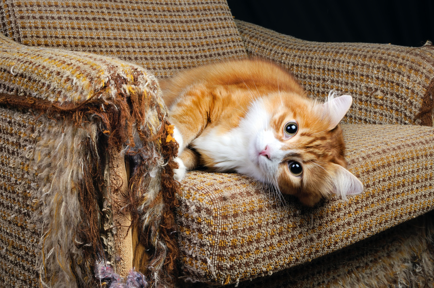 Nebenkostenabrechnung Katze zerstört Möbel Verschleiß Inventar