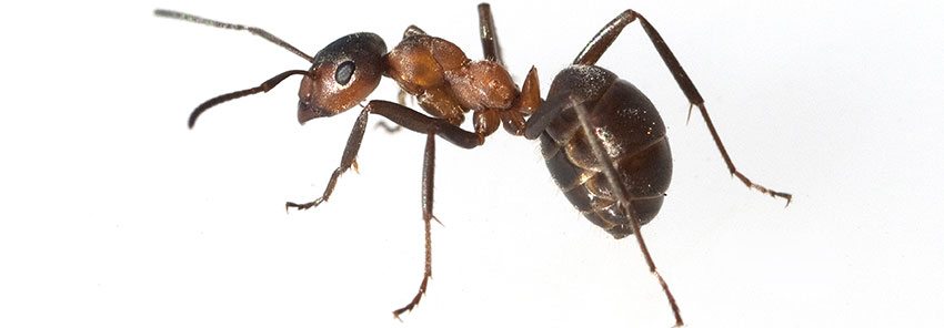 Ungeziefer in Ferienwohnung und Monteurzimmer - Ameisen